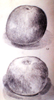 étude de pommes